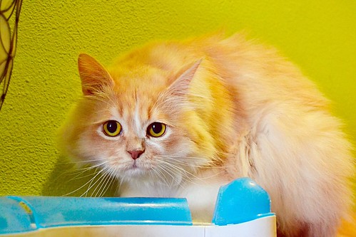 Persi, gato crudo y vainilla de pelo largo y ojos cobre APTO PARA PERROS, nacido en Julio´13, necesita hogar. Valencia. ADOPTADO. 17971621575_53883d8658