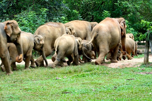 wild elephants mammals elephantwalk srilankanwildlife pannala pannalaelephantorphanage