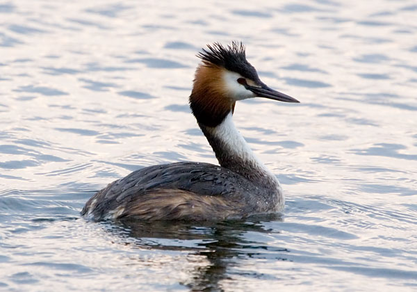 Photograph titled 'Great Crested Grebe'