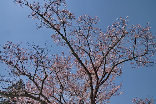 【写真】2013 桜 : 毘沙門堂/2021-03-09/IMGP9930