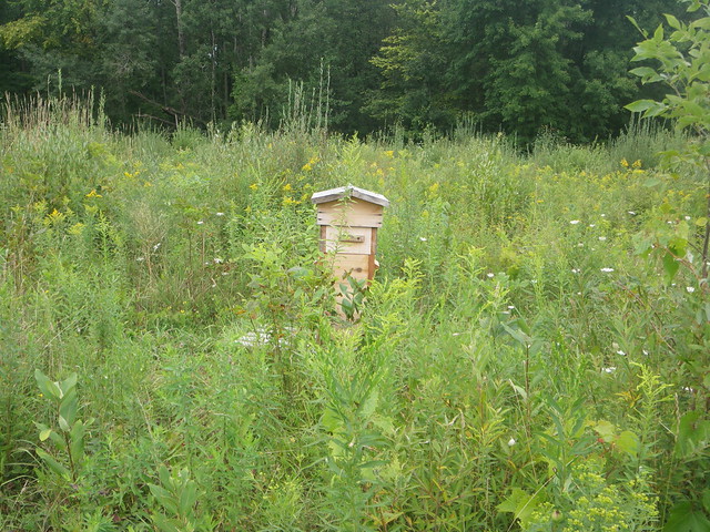 warré hive in the field