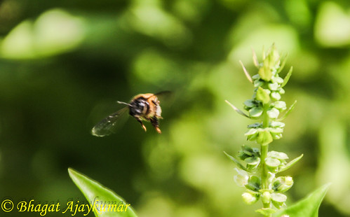 green canon garden outdoors bee honey nectar pollen tamron 18270 60d