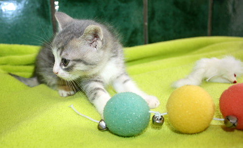 Kobu, gatito azul y blanco monísimo nacido en Abril´15, en adopción. Valencia. ADOPTADO. 17099111894_ac947afe06