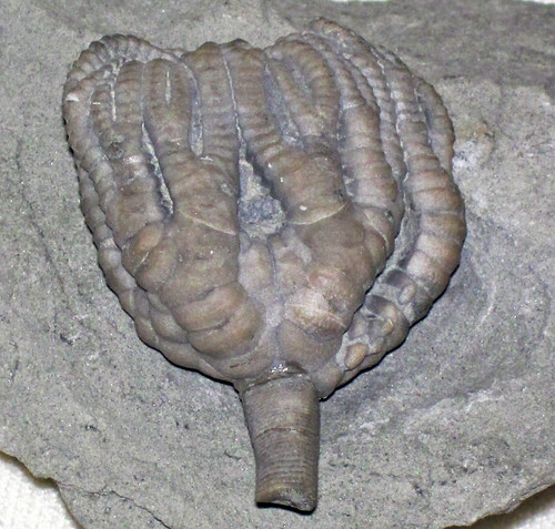 Taxocrinus colletti fossil crinoid (Edwardsville Formation, Lower Mississippian; Crawfordsville area, Montgomery County, Indiana, USA)