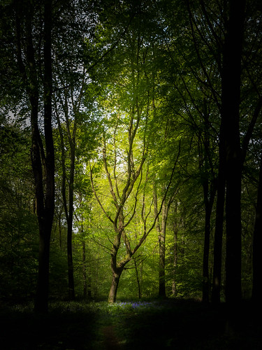shadow tree green forest countryside spring woods flickr olympus hampshire omd lightroom 2015 m43 mft micheldever lr6 em5 micheldeverwoods microfourthirds 918mm mzuiko em5markii em5mark2 em5mk2