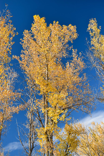 aspen tree yellow blue sky montana autumn fall leaves