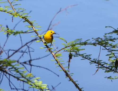 spring16 birds passeriformesperchingbirds newworldwarblersparulidae mississippi flickr philipp unitedstates