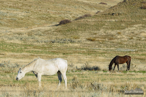 nikond750 october fall autumn crowindianreservation garryowen montana two horses whote brown grazing green grass hillside evening sunlight animals white nikon180mmf28 telephoto
