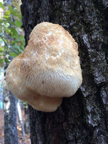 fungus mushroom oak tree growth