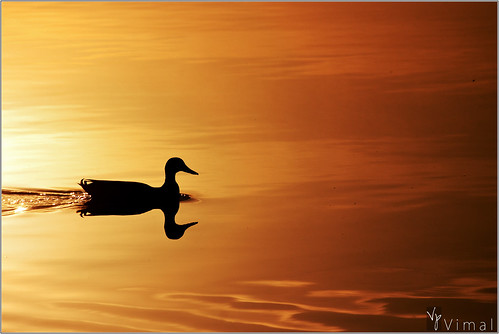 morning usa lake reflection bird nature water silhouette swimming sunrise golden duck texas plano goldenlight vimal canon500d 55250is oakpointpark rebelt1i vimalvp earlysailor