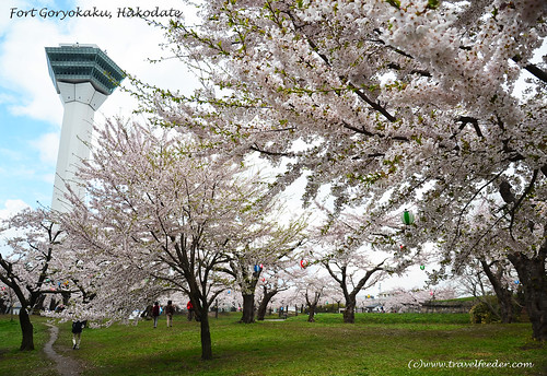 Cherry_Blossom_at_Fort Goryokaku44