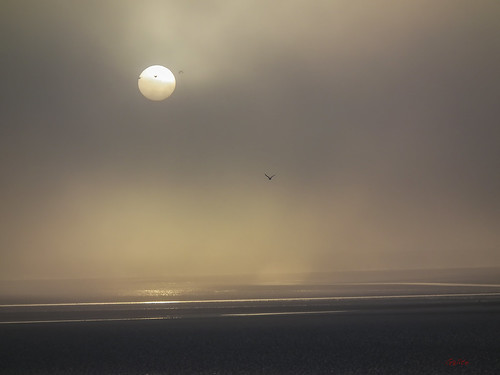 mist birds sunrise finepix fujifilm hale merseyside morningsunrise hs10 raywood g8lite