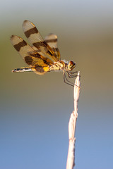 Dragonfly Perch