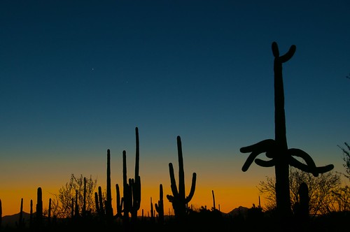 park sunset arizona cactus national saguaro coucherdesoleil parcnational désert