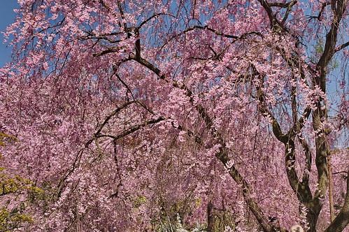 【写真】2013 桜 : 原谷苑（２）/2021-02-05/IMGP9978