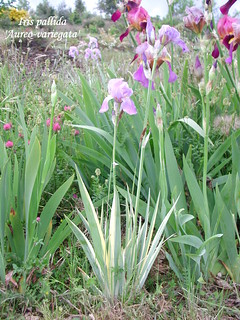 Iris pallida 'Aureo-variegata'