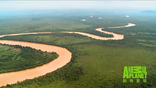 重重危機沿著河水入侵京那峇昔加末濕地。（動物星球頻道提供）