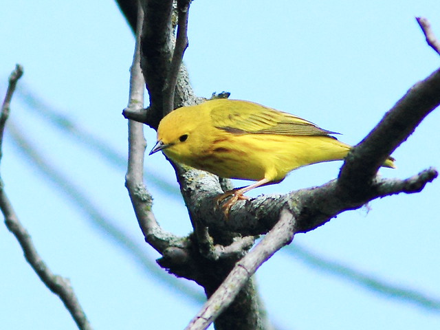 Yellow Warbler 3-20150518