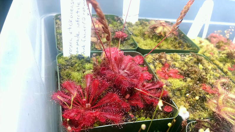 Drosera ×tokaiensis (Drosera spatulata × rotundifolia).