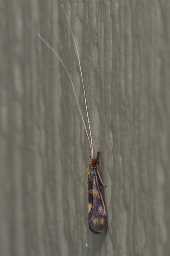 trichoptera
