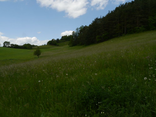 hill meadow wiese niederösterreich hügel loweraustria schwarzenbach buckligewelt