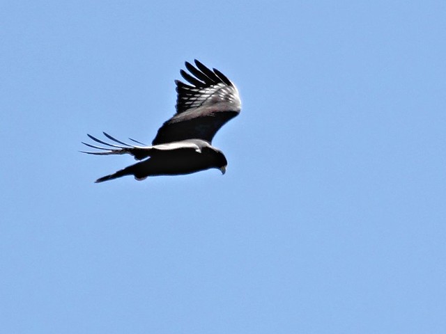 Zone-tailed Hawk 3-20130619