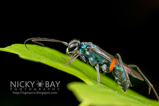 Spider Wasp (Pompilidae) - DSC_0034