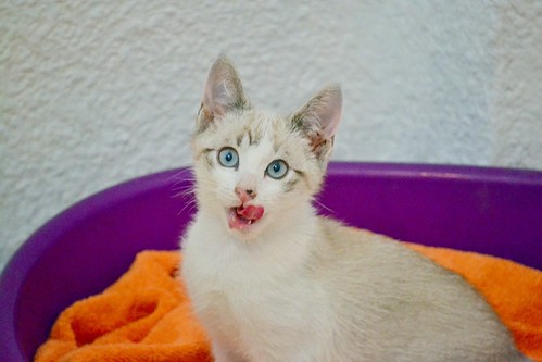 Newman, gatito siamés tabby de ojazos azul cielo esterilizado, nacido en Marzo´15, en adopción. Valencia. ADOPTADO. 17358000573_6bd55dcc9d