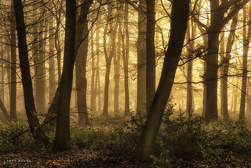 wood trees sunlight mist misty sunrise woodland outdoor sony a77 sonyalpha andyhough slta77 norcotwood sonyzeissdt1680 andyhoughphotography