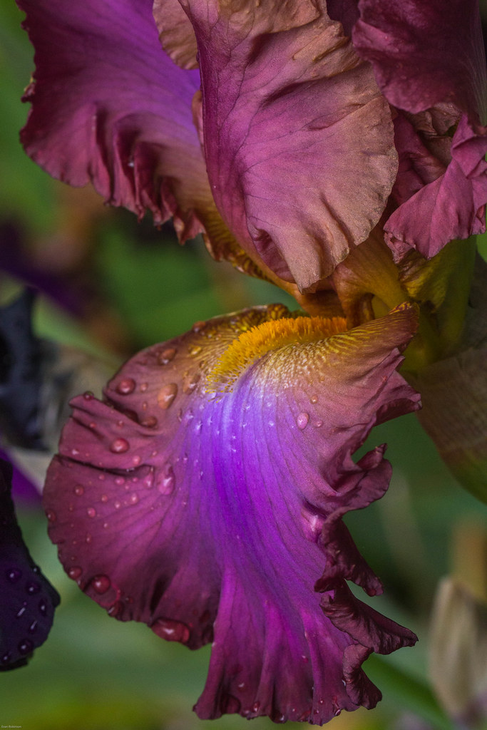 Bearded Mescalero Iris, Seattle, WA