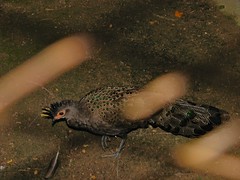 Malayan Peacock-pheasant Polyplectron malacense