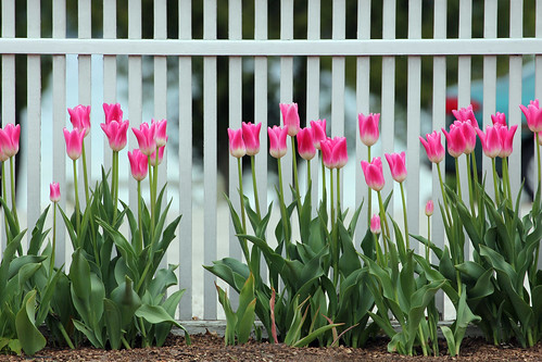 michigan bayview petoskey flower flowers tulip tulips pink pinkflower fence fences staffordinn staffordinns chautauqua chautauquacommunity flowers11241 bayview11241 roadside petoskey11241 mi photography miphotography crookedtreeartscenter petoskeycameraclub petoskeyphotographyclub crookedtreephotographicsociety