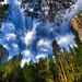 Looking up in Yosemite