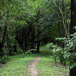wooded-trail