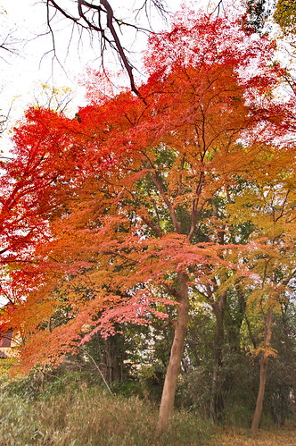 【写真】2012 紅葉 : 糺の森/2021-11-30/IMGP8404