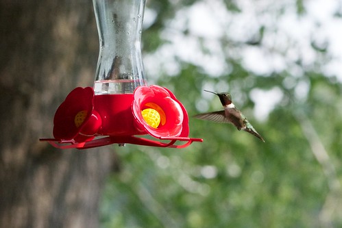 bird hummingbird birdfeeder archilochus taxonomy:binomial=archilochuscolubris
