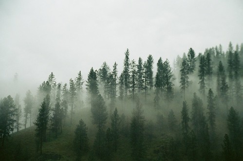 county 2002 trees mist film fog pine 35mm river pentax k1000 kodak id idaho pines 135 expired portra clearwater orofino 400vc poderosa