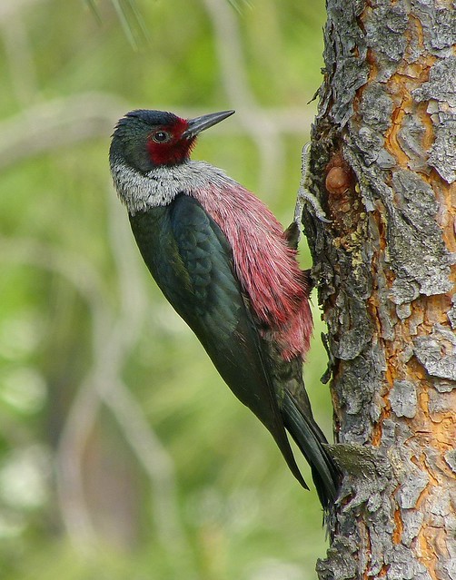 lewis's woodpecker