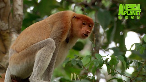 長鼻猴，只有在婆羅洲才看得見牠們的蹤跡。（動物星球頻道提供）