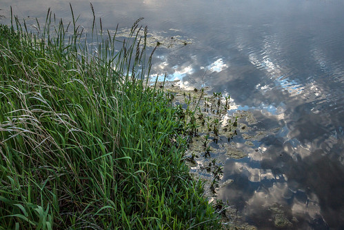 morning lake reflection grass clouds sunrise dawn spring mo missouri shore ripples algae leessummit jacomo lakejacomo