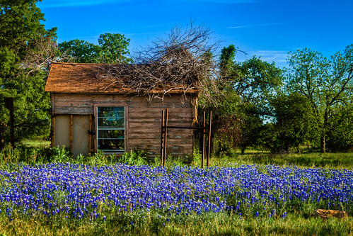 abandoned clyde spring texas unitedstates tx shack hdr bluebonnets 2012 lightroom 3xp canonef28135mmf3556isusm photomatix tonemapped 2ev tthdr realistichdr detailsenhancer canoneos7d ©ianaberle