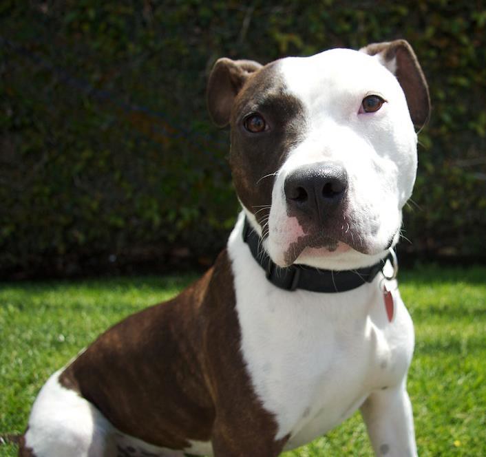 *ADOPTED* MICKEY Pit Bull Terrier/American