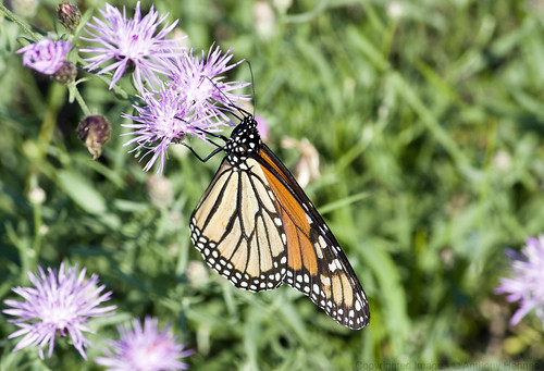 light orange flower macro nature wisconsin canon butterfly butterfly” “monarch