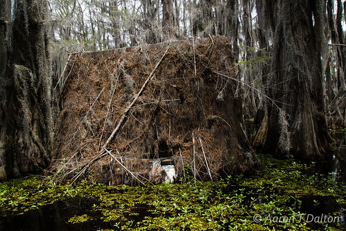 texas unitedstates bayou swamp jefferson canoeing dinosaurs letourneau caddolake