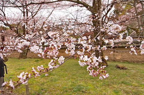 【写真】2013 桜 : 醍醐寺/2021-10-20/IMGP9049