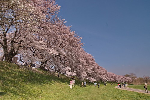 【写真】2013 桜 : 背割堤/2020-03-23/IMGP9689