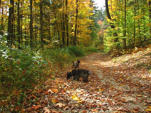 fall dogs animals vermont foliage cairnterriers
