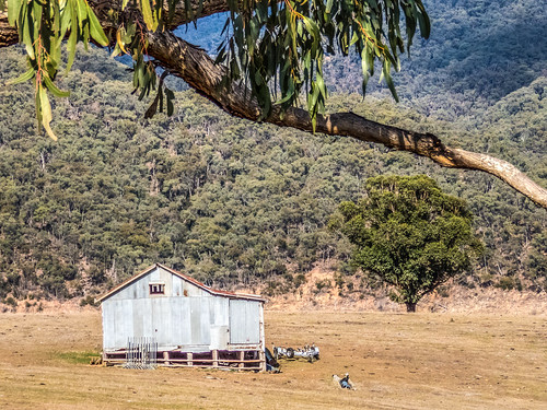 landscape bush farm framed shed australian victoria jamieson corrugatediron paddock farmbuilding lakeeildon tonemapped