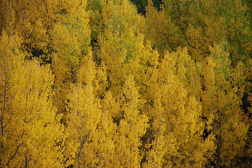 autumn mountains tree leaves leaf colorado colorful