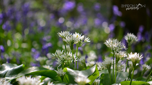 uk flowers blue england white sussex nikon westsussex britain south onions southeast chives edible bluebell allium scented ramsons bluebellwoods southernengland wildgarlic alliumursinum bearsgarlic woodgarlic ursinum bearleek buckrams thakeham broadleavedgarlic d3100 britishwoodlands sharondowphotography